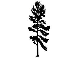 Flat Pine Tree